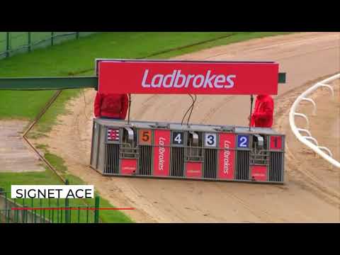 Signet Ace - Ladbrokes Puppy 480 Heat 1