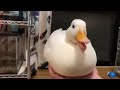 Quack Sound Effect