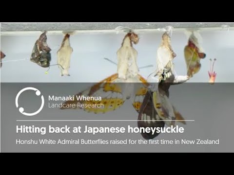 Honshu white admiral butterfly used for biocontrol in NZ