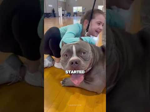 No One Wanted This American Bully at the Adoption Event…Until This Little Girl Saw Him #shorts