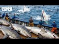 Why Harvesting Shark Meat And Fins In Open Water Can Be Worth Millions Fishing Documentary