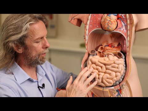 Venous drainage of the small intestine