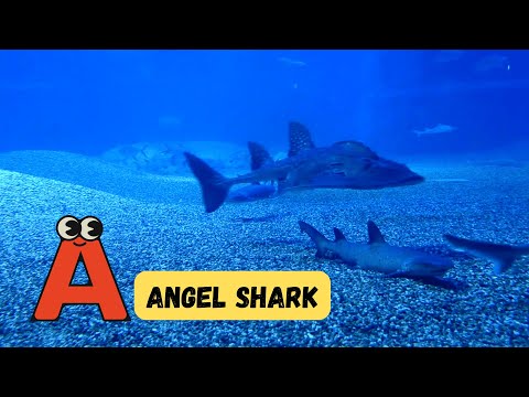 100 Sea Animal Song Video for Kids | Learn 100 Ocean Animals | Phonics & English | #abcd | #kids