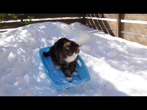 Maru plays sledding.