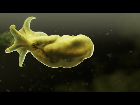 Video thumbnail for Tentacles