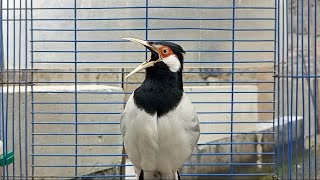 Download lagu Suara Jalak Suren Gacor Mompa Isian Full Variasi - Pancingan Jalak Suren Agar Gacor Full Isian Mewah mp3