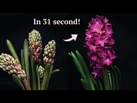 PINK HYACINTHUS EXPLOSION in 31 second (UNEXPECTED ENDING) | Time Lapse