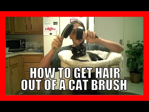 How to get Cat hair out of a Brush