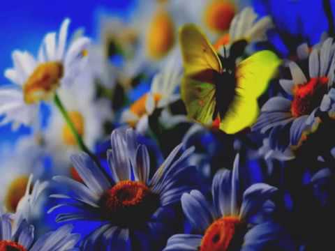 BORBOLETAS, Música infantil, infant, infanti, infantile, childish