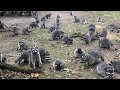 Woman Hides in Car After Raccoons Swarm Her Backyard