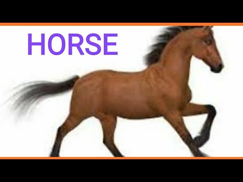 Paragraph on 🏇 Horse. Short essay on Horse. Let's Learn English and Paragraphs. Video