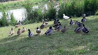 GLI ANIMALI IN THE PARK