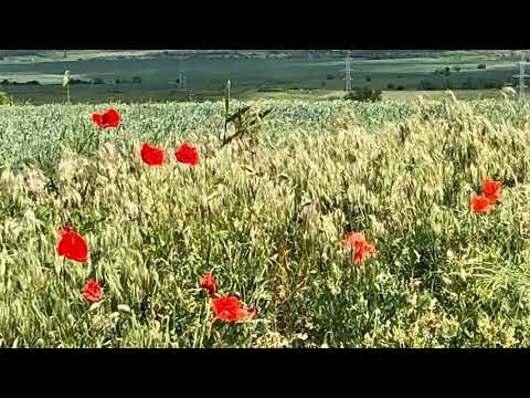 Socolari - Jud. Caras-Severin having fun with My iPhone