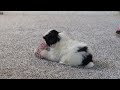 Shih Tzu dogs for sale: Howie - Video 1