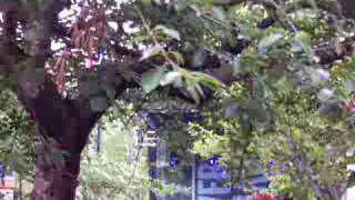 sonic youth playing "she is not alone" at battery park