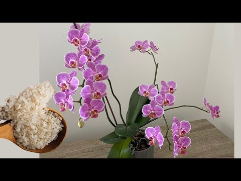 , title : 'Bunu Deneyin orkide yaprakları Canlansın Bol Bol Çiçek Açsın Ve Sağlıklı Kök Çıkarsın'