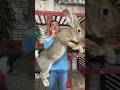Amazing Animal Growth Journey! #animals #wildlife #animaltransformations