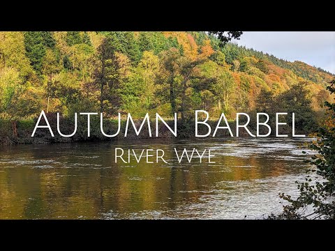 AUTUMN BARBEL FISHING (morning session)