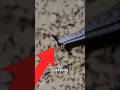 one poisonous earwig versus 10,000 killer ants! Who will win?