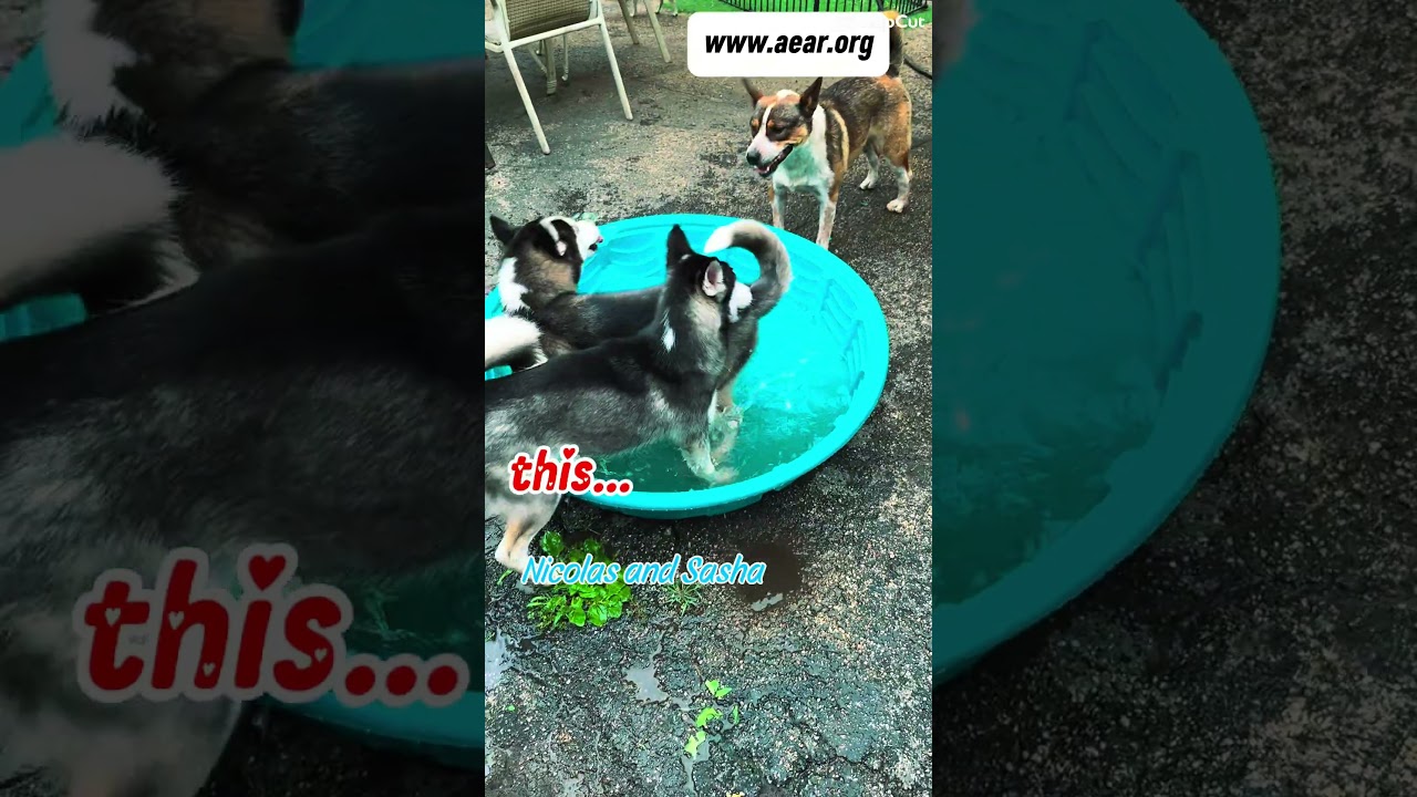 Enlarge Nicholas, a Adoptable Husky in Libertyville, IL video 6/6