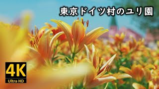 東京ドイツ村のユリ園