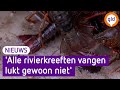 Enorme daling: nog maar zo'n 1500 rivierkreeften in vijver