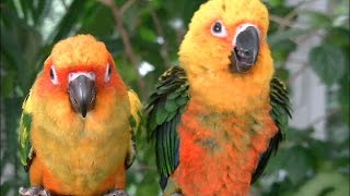 How to Distinguish the Sun Conure From the Yenday Conure?