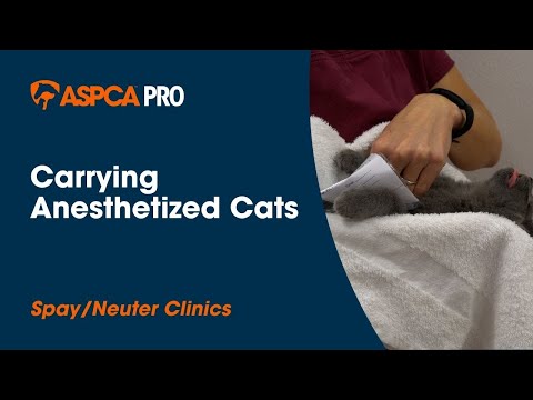 Spay/Neuter Anesthesia: Carrying Anesthetized Cats