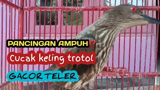 Download lagu cucak keling trotol super gacor teler ‼️pancingan cucak keling bahan agar bunyi mp3