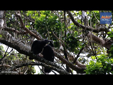ʻAlalā show resolve five months after release in East Maui forest : Maui Now    