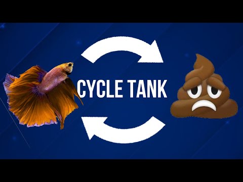 How to Cycle Betta Fish Tank (COMPLETE BEGINNER'S GUIDE in 3 Min)