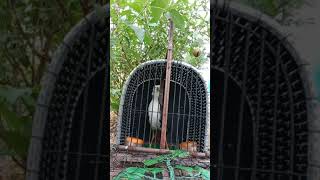 Download lagu นกกวักลูกผสมสายมาเล เสียงคมๆ mp3 Download lagu นกกวักลูกผสมสายมาเล เสียงคมๆ mp3