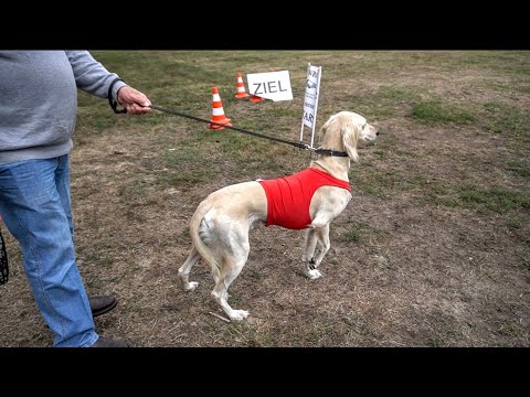 Windhund Coursing Leidenschaft   Windhundvereine in Deutschland Landstuhl Vorstellung