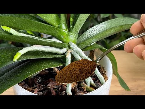 DIE BESTEN ARTEN, Orchideen zu pflegen! 🌸 Verrücktes Wurzelwachstum und unendliche Blüte!