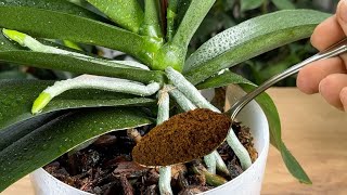 Ein wahrer Schatz für Orchideen! Sie blühen nonstop 🌺 und Wurzeln wachsen wie verrückt!