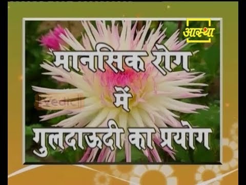 Ayurvedic Benefits of Guldaudi Flower for Mental Disease | Acharya Balkrishna