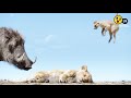 The Lion King Malayalam Troll Video