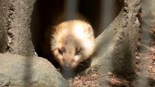preview picture of video 'ウインク(?)するテン (2012/5/1 盛岡市動物公園)'