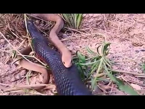 🐍🐍🐍Unexpected Battle, Eastern indigo snake attacks Python from behind!