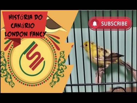 History of the London Fancy Canary