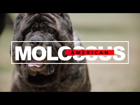 FROM ANCIENT GUARDIANS TO MODERN MARVELS: THE INCREDIBLE AMERICAN MOLOSSUS