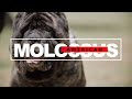FROM ANCIENT GUARDIANS TO MODERN MARVELS: THE INCREDIBLE AMERICAN MOLOSSUS