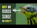 Why Do Birds SING So Darn EARLY