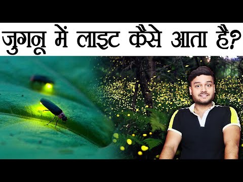 Jugnu Me Light Aaakhir Kahan Se Aaata Hai? - How Fireflies Glow? Bioluminescence Science - AMF Ep 96