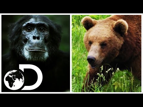 Bear vs. Chimpanzee: Which Animal Do You Think Would Win? | Discovery UK