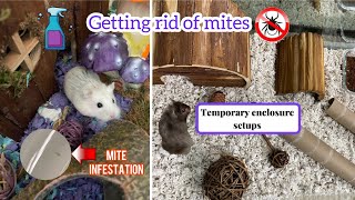 My hamster cages got mites… again