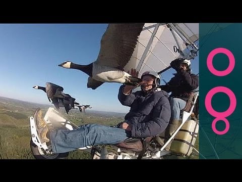 Fly Away Home: 'Father' of flock guides migrating birds