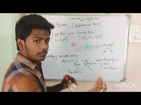 PHOTOSYNTHESIS BY PHANINDRA