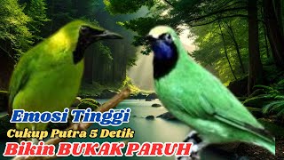 Download lagu 99% AMPUH🔥 Masteran ini Bikin Cucak Ijo Bunyi ngekek Terus, isian dan Tembakan Mewah mp3