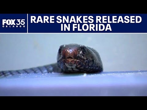 Florida officials release dozens of snakes to eat invasive snakes